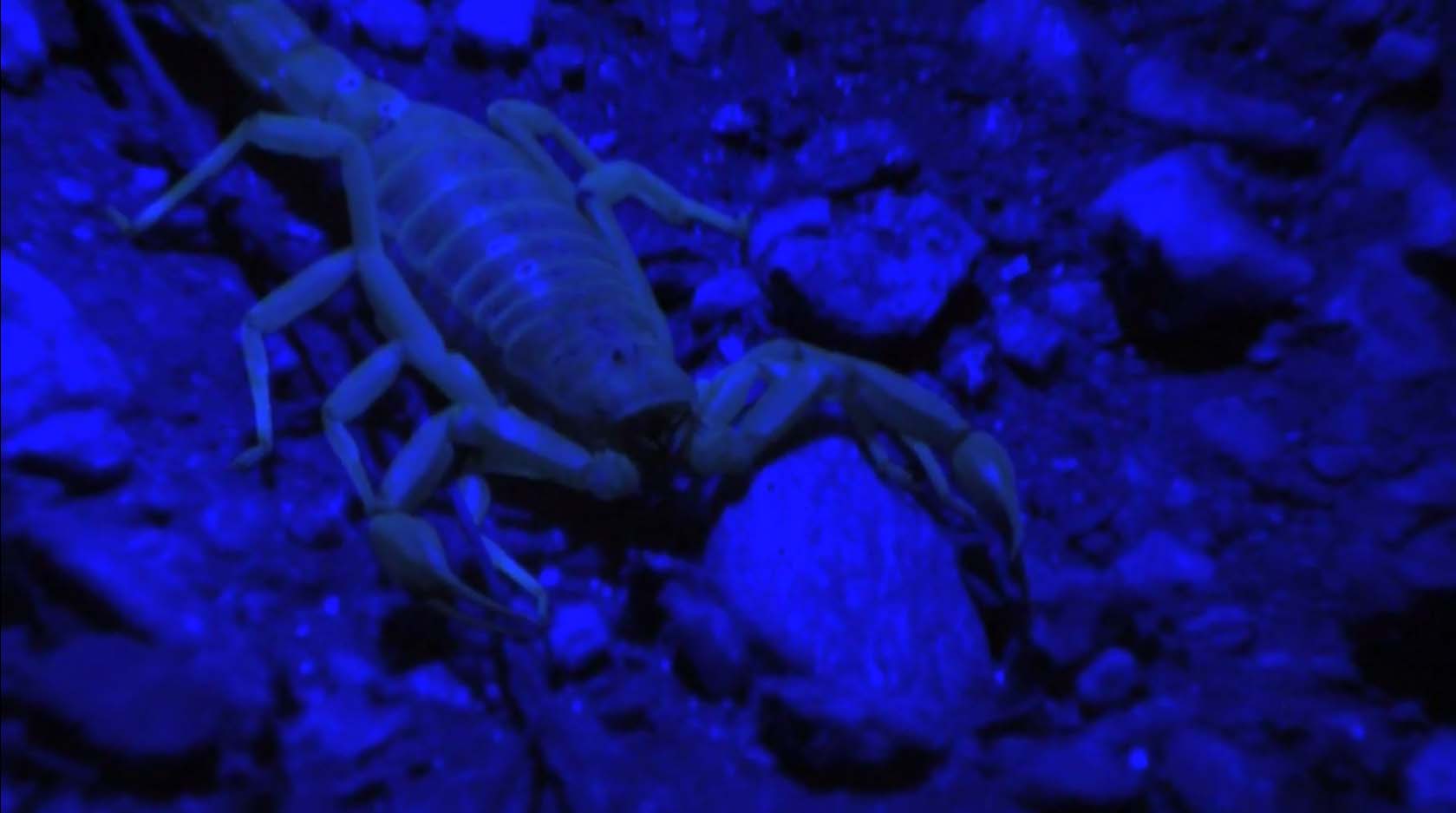 Night Hunting For Scorpions In The Arizona Desert