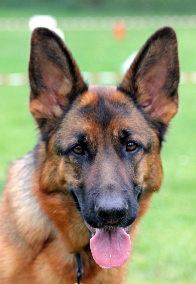 Hometown Heroes K9 Training Yurview   German Shepard 640x927 