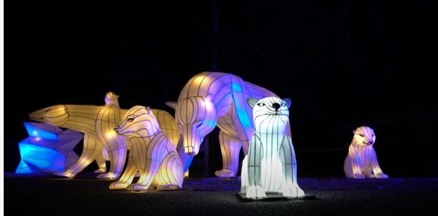 lanterns at roger williams zoo